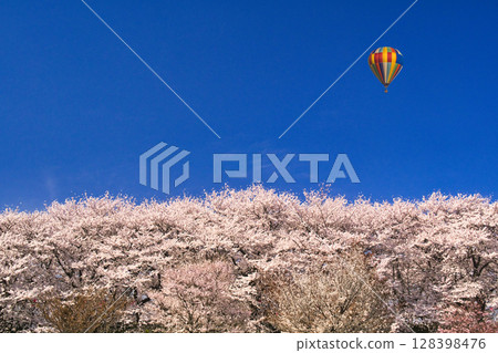 權現堂堤岸的櫻花樹景色十分美麗 128398476