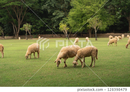 Serene Pastoral Scene with Sheep Grazing on Lush Green Grass Under Clear Blue Skies Surrounded by Trees and Nature Beauty 128398479