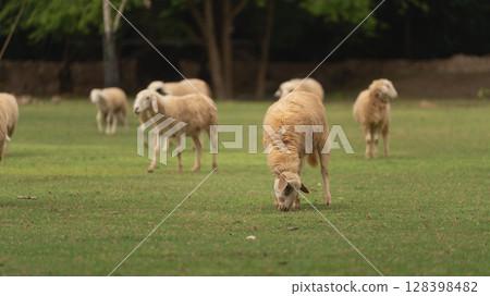 Sheep Grazing on Lush Green Grass in a Scenic Pastoral Landscape with Soft Lighting and a Peaceful Rural Setting Sheep Grazing on Lush Green Grass in a Scenic Pastoral Landscape with Soft Lighting and a Peaceful Rural Setting 128398482