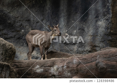 Majestic Mountain Goat Standing on Rock Formation in Natural Habitat Surrounded by Rocky Textures and Earthy Tones in a Wilderness Setting 128398486
