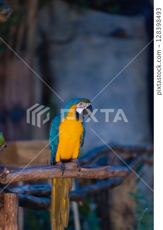 Vibrant Blue and Yellow Macaw Perched on a Wooden Branch in a Lush Green Habitat with Soft Natural Light Surrounding It 128398493