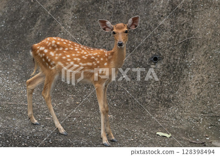 Young Spotted Deer Standing Gracefully on Natural Ground Surrounded by Earthy Tones and Texture in a Calm and Peaceful Setting Young Spotted Deer Standing Gracefully on Natural Ground Surrounded by Earthy Tones and Texture in a Calm and Peaceful Setting 128398494