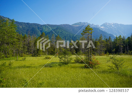 Nagano, Kamikochi: Fresh green larch forest and snow-covered Kitadaisetsu mountain range Nagano, Kamikochi: Fresh green larch forest and snow-covered Kitadaisetsu mountain range 128398537
