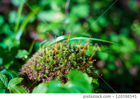Moss growing wild in the fields of Kamikochi, Nagano in spring 128398545