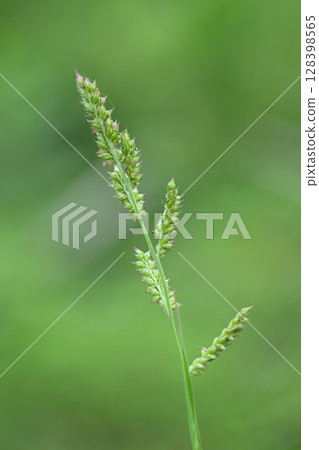 禾本科植物,稷 禾本科植物,稷 128398565