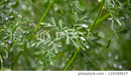 Lush green rue plant with water droplets glistens in the natural light. Lush green rue plant with water droplets glistens in the natural light. 128398637