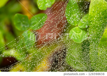 A stunning macro shot of a spiderweb covered in glistening water droplets. 128398638