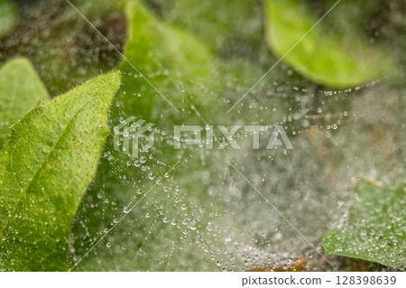 Delicate spider web glistening with water droplets on a green leaf. Delicate spider web glistening with water droplets on a green leaf. 128398639