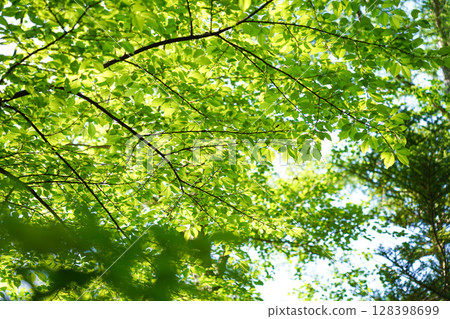 長野上高地，仰望楓葉新綠 128398699