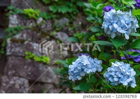 250708 Shinmei Shrine m129 250708 Shinmei Shrine m129 128398769