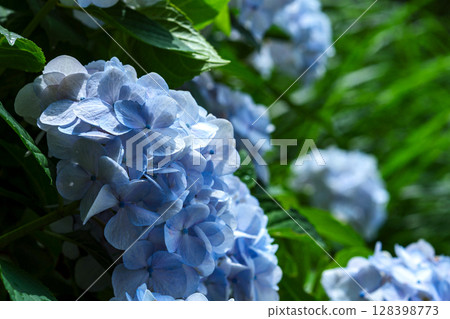 250708 Shinmei Shrine m136 128398773