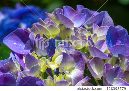 250708 Shinmei Shrine m142 128398779