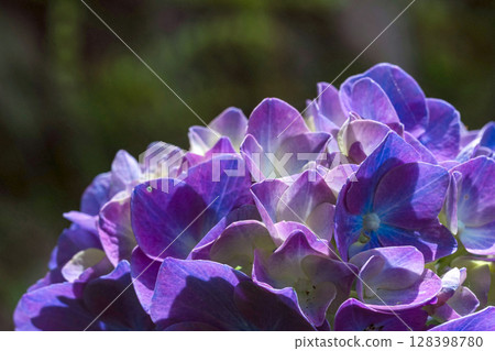 250708 Shinmei Shrine m143 128398780