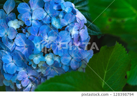 250708 Shinmei Shrine m170 250708 Shinmei Shrine m170 128398794