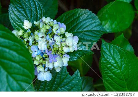 250708 Shinmei Shrine m180 250708 Shinmei Shrine m180 128398797