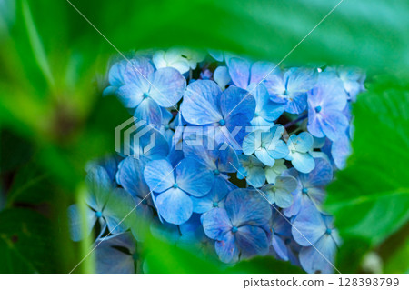 250708 Shinmei Shrine m185 128398799