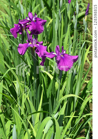 Momijiyama and Iris 128398815