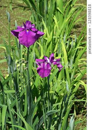 Snow lanterns and irises Snow lanterns and irises 128398818
