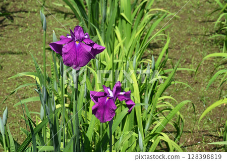 Snow lanterns and irises 128398819