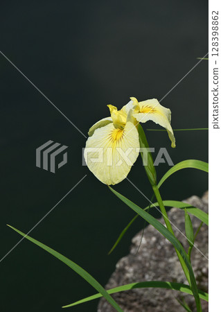 愛知縣鮮豔的花朵和鳶尾花 愛知縣鮮豔的花朵和鳶尾花 128398862