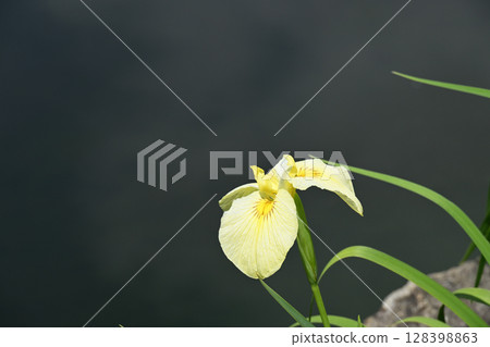 The brilliance of Aichi: Iris flowers The brilliance of Aichi: Iris flowers 128398863