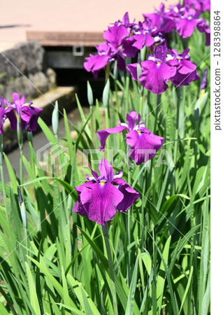 Kongo Castle and Iris Kongo Castle and Iris 128398864