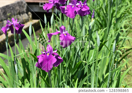 Kongo Castle and Iris Kongo Castle and Iris 128398865
