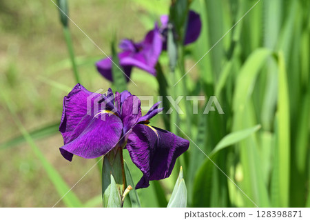 Hikaru Genji and Iris Hikaru Genji and Iris 128398871