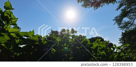 the sun shining through the forest 128398953