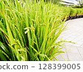 the appearance of rice farming 128399005
