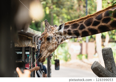 Majestic Giraffe Approaches Safari Vehicle in Nature, Captivating Scene of Wildlife Interaction with Tourists on an Adventure in the Wilderness Majestic Giraffe Approaches Safari Vehicle in Nature, Captivating Scene of Wildlife Interaction with Tourists on an Adventure in the Wilderness 128399053