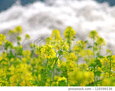Rape flowers and cherry blossoms in full bloom Rape flowers and cherry blossoms in full bloom 128399136