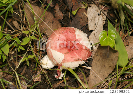 Russula genus mushroom with a cap that easily splits (macro strobe photography of fungi and mushrooms in the natural environment) Russula genus mushroom with a cap that easily splits (macro strobe photography of fungi and mushrooms in the natural environment) 128399261