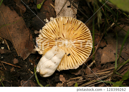 A Russula mushroom with dense folds on the underside of its cap (macro strobe photography of fungi and mushrooms in their natural environment) A Russula mushroom with dense folds on the underside of its cap (macro strobe photography of fungi and mushrooms in their natural environment) 128399262