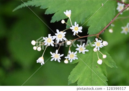 A small flower seen on Mt. Rokko, the Deutzia japonica has beautiful racemes of white flowers. A small flower seen on Mt. Rokko, the Deutzia japonica has beautiful racemes of white flowers. 128399317