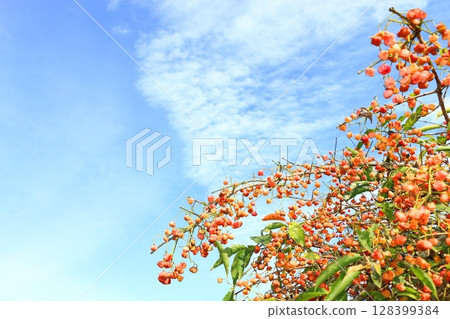 Autumn clouds and ripe Mayumi 128399384