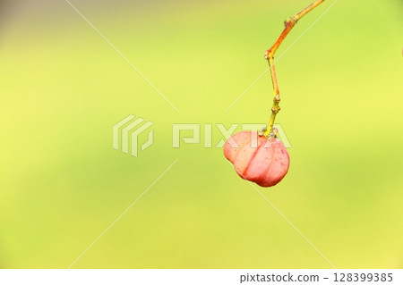 Mayumi fruit starting to ripen 128399385