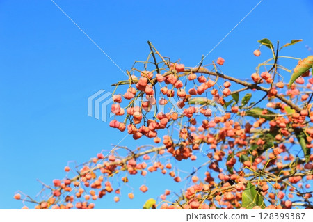 美麗的 Mayumi 果實 128399387