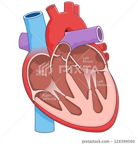 心臟橫切面的插圖 128399560