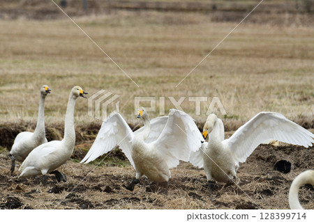 一隻天鵝在田野裡展翅 128399714