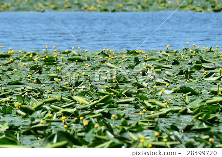 Water lilies bloom in early summer at Lake Onuma 128399720