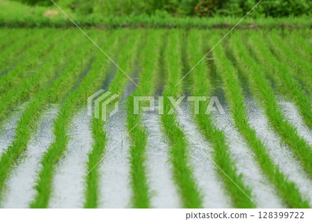 Rice fields growing well in early summer 128399722