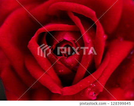 Red rose close-up Red rose close-up 128399845