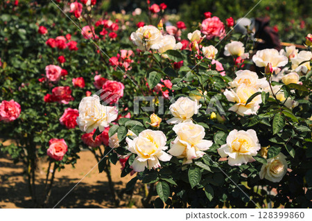 玫瑰園裡盛開的紅玫瑰與黃玫瑰 128399860
