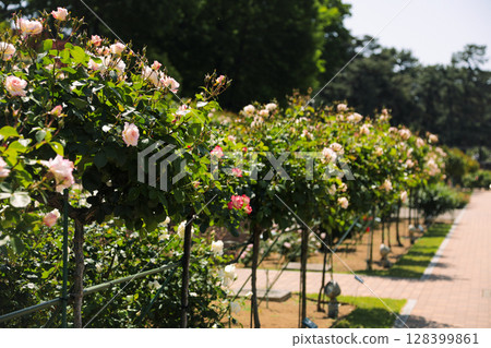 盛開的玫瑰花林蔭道 128399861