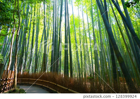 神奈川縣鎌倉市報國寺竹園 128399924