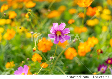 Cosmos 128399934