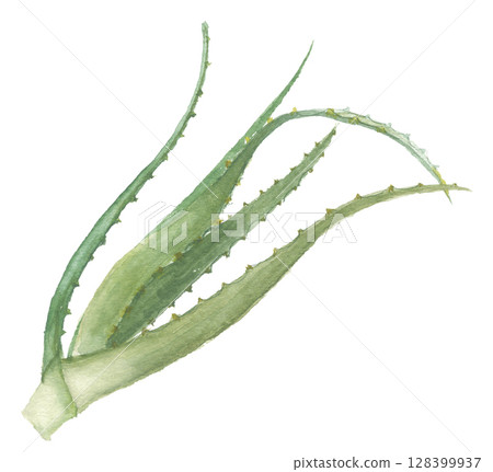 蘆薈水彩畫 128399937