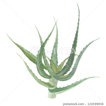 蘆薈水彩畫 128399938