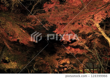 Illuminated red autumn foliage around Miyawaki Cable Car Station on Mount Tsukuba at dusk in autumn Illuminated red autumn foliage around Miyawaki Cable Car Station on Mount Tsukuba at dusk in autumn 128399966